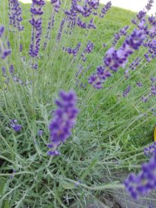 lavendel, lavender, addesign, summerflowers, cool colours 2016