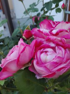 rose, addesign, summerflowers, cool colours 2016